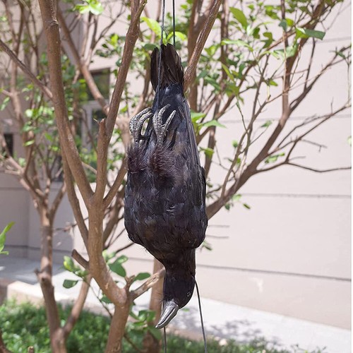Realistic hanging dead - realistic,
