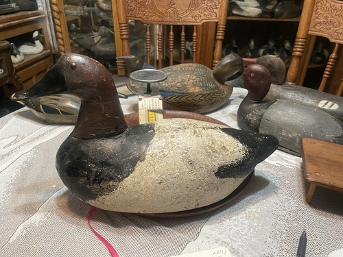 Canvasback drake decoy att - decoy,