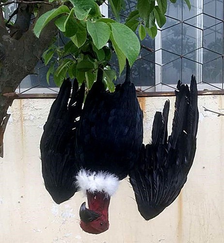 Large fake vulture decoy - fake,